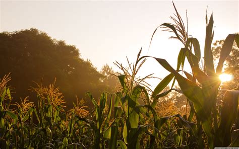 Corn Field Desktop Wallpapers 4k Hd Corn Field Desktop Backgrounds