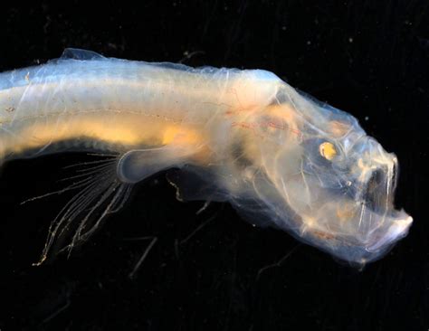 Spectacular And Bizarre Ocean Creatures Like Stilt Walking Fish