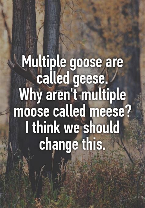 Multiple Goose Are Called Geese Why Arent Multiple Moose Called Meese