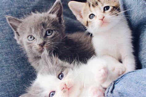 Free Kittens Near Me 2020 Adoptable Cats In Your Local Shelter L