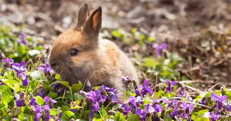 how to keep rabbits out of the flower garden garden likes