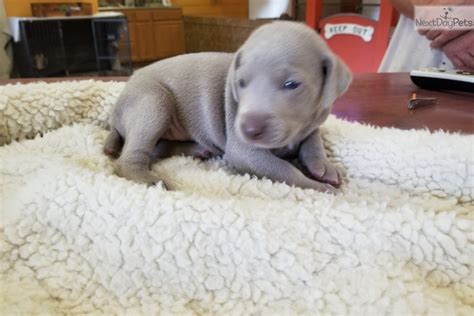 The weimaraner is loyal, playful, friendly, eager to work, intelligent, and energetic. Weimtime : Weimaraner puppy for sale near Greensboro ...