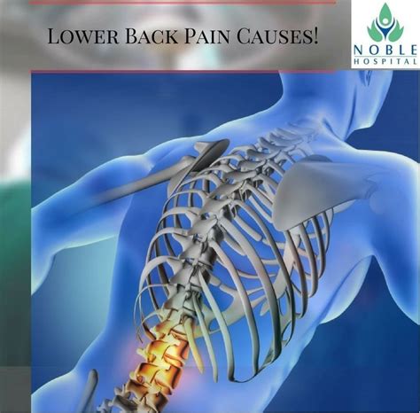 One or more ligaments three of the more important ligaments in the spine are the ligamentum flavum, anterior longitudinal ligament and the posterior longitudinal ligament. Lower back strain is caused by damage to the muscles and ...