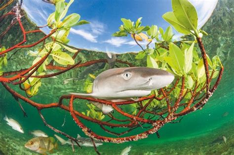 Mangroves Provide Plenty Of Shelter For Young Lemon Sharks Animal