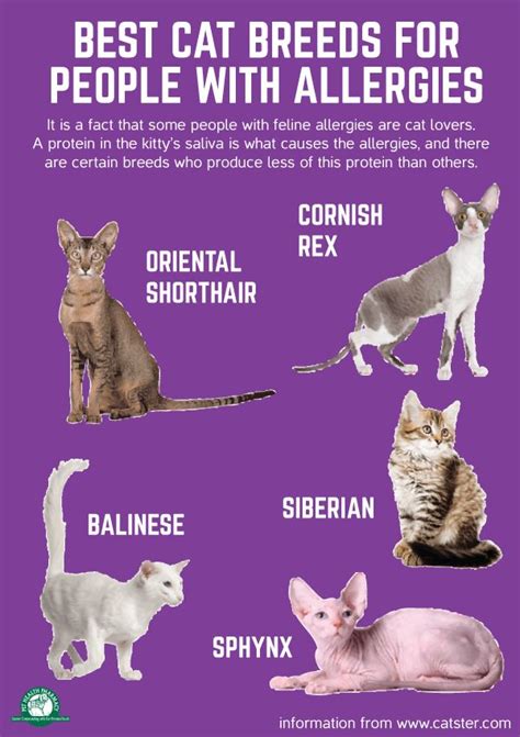 Best Cat Breeds For People With Allergies Cats Allergies