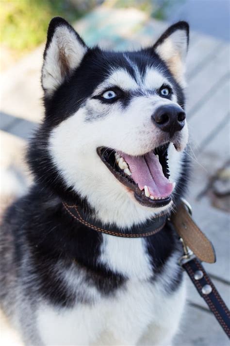 Siberian Black And White Husky Dog With Blue Eyes Stock Photo Image