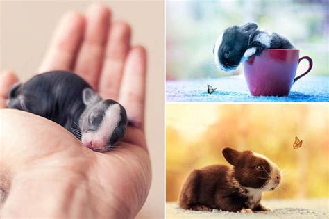 Adorable Pictures Of Baby Bunnies Growing Up Captured By Photographer