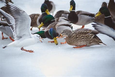 Ducks In Winter Cold Day Swimming On River Migratory Birds In Ukraine