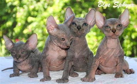 We can offer you kittens from our partners' catteries. Sphynx Kittens Available!!! for Sale in Tampa, Florida ...