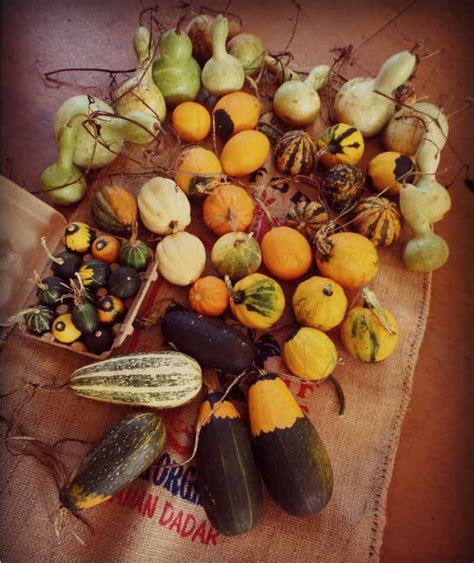 How To Pick The Perfect Pumpkin Gourd Or Squash Farm And Dairy