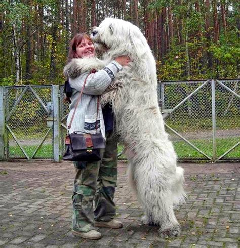 List 93 Pictures Pictures Of The Biggest Dogs In The World Latest