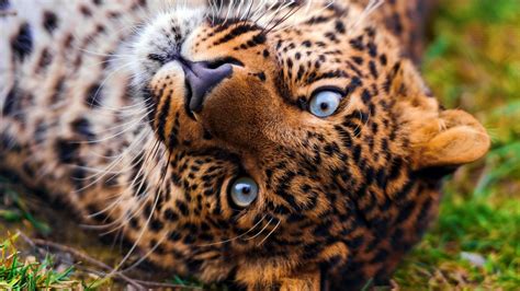 Download Wallpaper 1920x1080 Leopard Face Predator Lie Look Grass