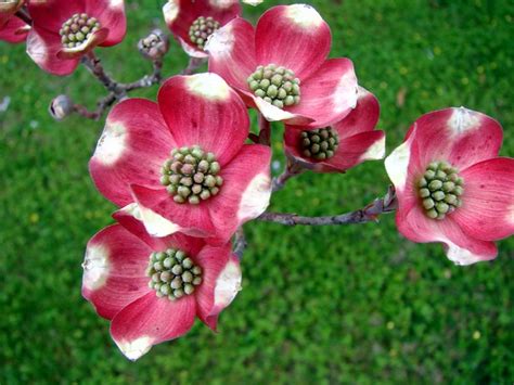 Early Pink Dogwood Flower Heads Flickr Photo Sharing