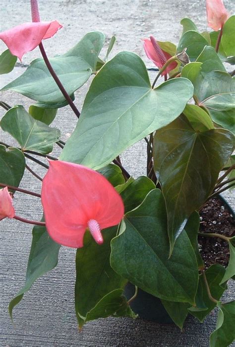 While anthurium care is a little. Anthurium Care | Gardening | Pinterest