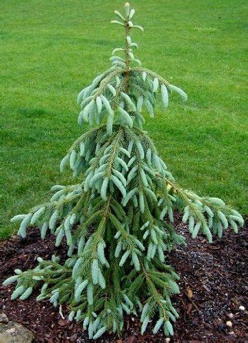 Use Evergreens To Make An Impact In Your Landscape Conifers Garden