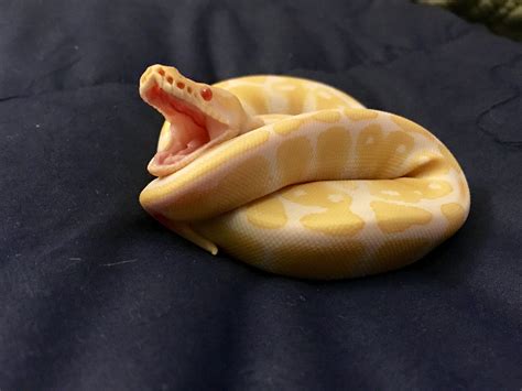 Freya The High Contrast Albino Ball Python Ball Python Pet Snake