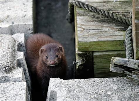 American Mink 51 Indiana Photograph By Steve Gass