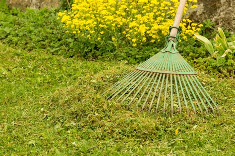 Even though your mossy lawn might look green and healthy, if left untreated the moss will take over making your lawn unattractive. Moss in your lawn: we can help | In Harmony