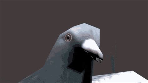 Pigeon Funny  Pigeon Funny 3d Discover And Share S