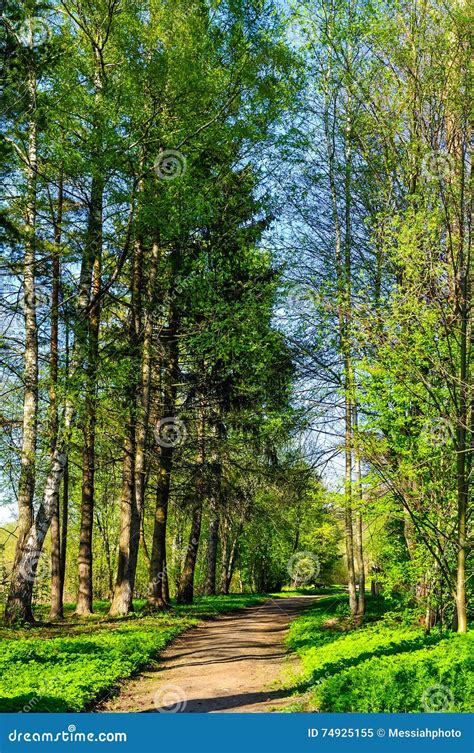 Forest Spring Landscape Row Of Pine Trees And Narrow Path Lit By