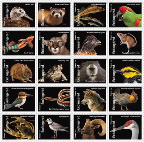 New Stamps Honor Endangered Species In All 50 States The Hill