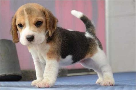 9 Images Of Beagle Puppies For Adoption 9 Dogs And Puppies
