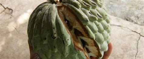 Аннона колючая, сметанное яблоко, гуанабана, саусеп, соусеп. Ilama, Annona Blanca Annona diversifolia