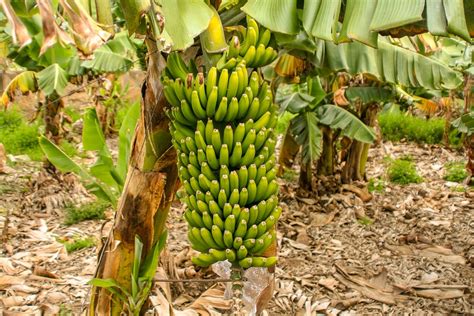 Banana Farming Secrets Revealed Smart Farmer Africa