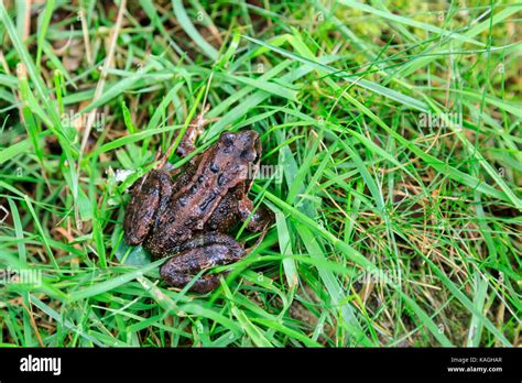 Common Frog Or Grass Frog Stock Photo Alamy