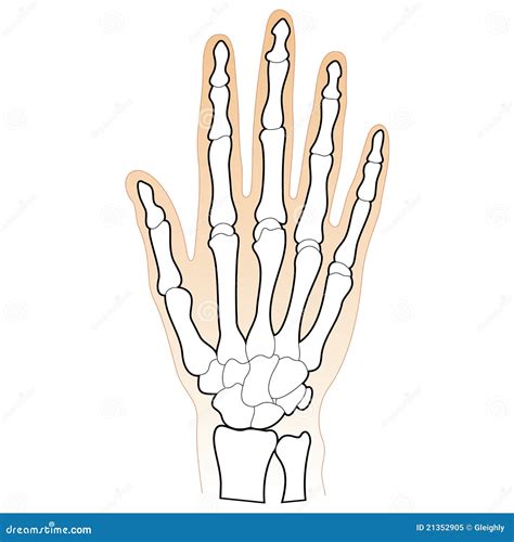 Bones Of The Human Hand Stock Vector Illustration Of Medicine 21352905