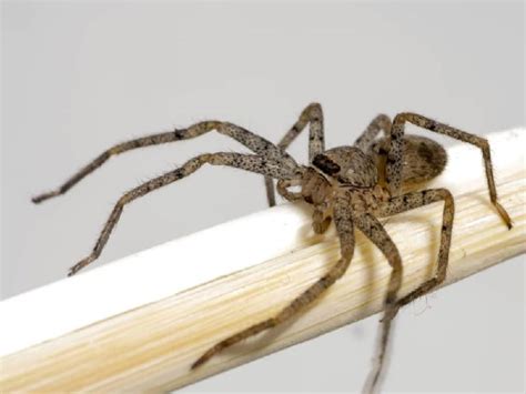 Pest Control For Brown Recluse Spider Lookalike Spiders