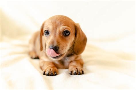 20 Best Foods For Dachshunds With Allergies