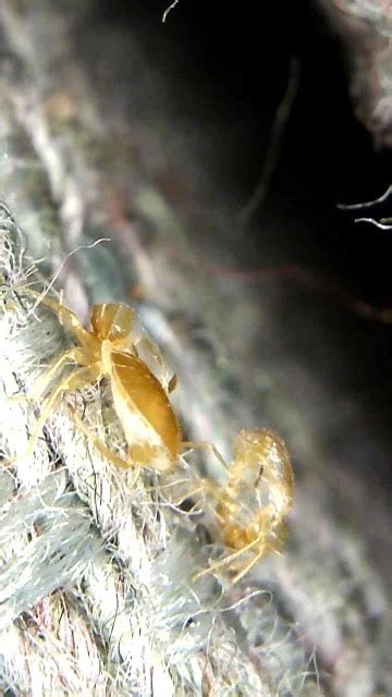 Bed Bug Shells What Do They Look Like With Real Photos