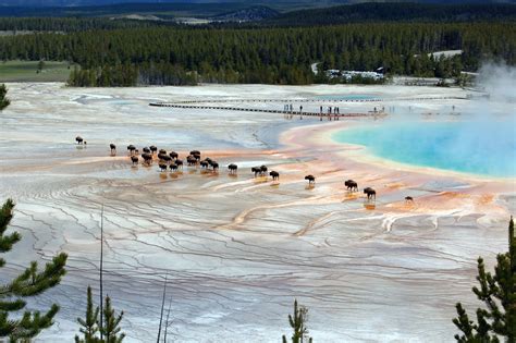 Yellowstone Explore The Wonders Of The First National Park