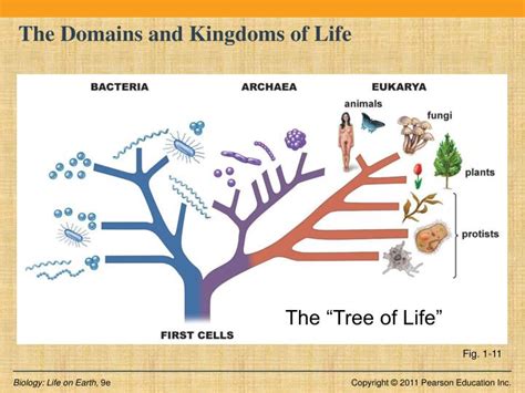 Ppt Introduction To Biology Bios 1010 7a Powerpoint Presentation Id 2639058