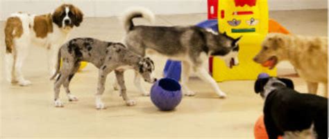 Our store also offers grooming, training, adoptions and curbside pickup. Mini Critters Pet Village | Sioux Falls ♥ The Local Best