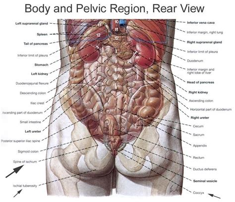 Anatomy of back by orthoprince 5211 views. Human anatomy internal organs | Anatomy of Organs in Body ...