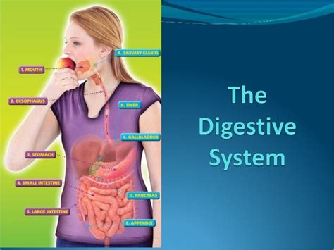 Digestive System Ppt Template Free Download Printable Templates