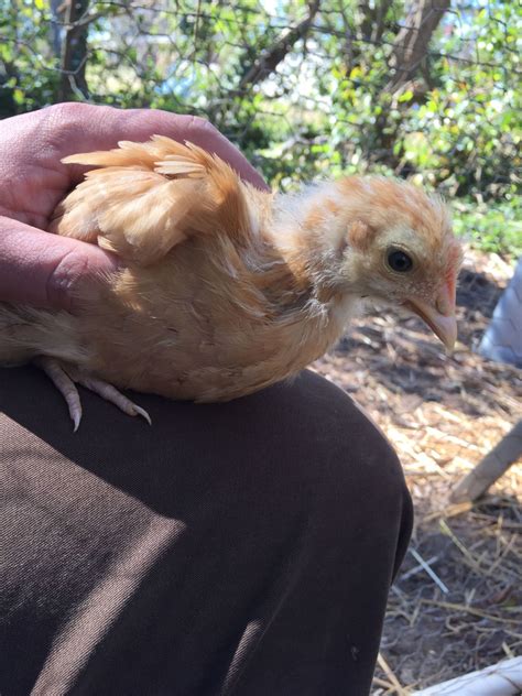 Combwattle Vs Feather Sexing Buff Orpingtons Backyard Chickens Learn How To Raise Chickens