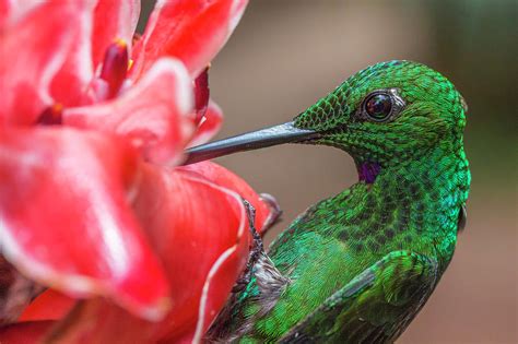 Green Crowned Brilliant Hummingbird Costa Rica Photograph By Phil