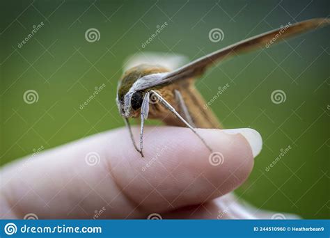 A Tersa Sphinx Moth Being Handled Stock Photo Image Of Insect Moth