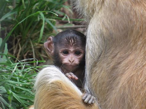 New Patas Monkey Baby Boy Baby Animals Cute Baby Animals Baby Monkey