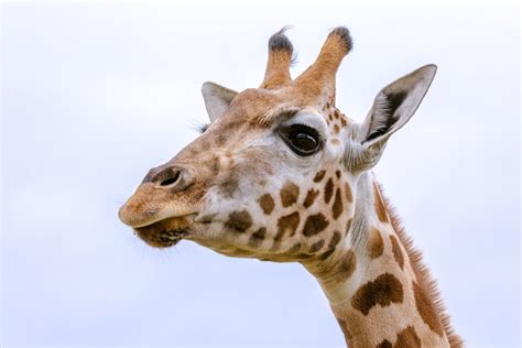 Three Year Old Female Giraffe Gigi Dies Two Weeks After Settling Into