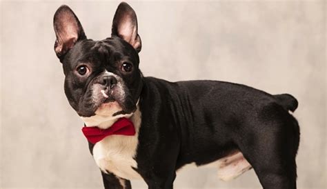 For keeping their playful natures entertained and encouraging their intelligence, french bulldog toys will much help in developing your dogs' mental abilities. Oui Oui: What are the Best Toys for French Bulldogs?