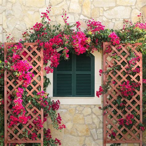 At bougainvillea group, we're all about hospitality. Outdoor Essentials 72 in. Wood Diamond Lattice Trellis ...