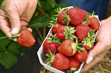 Bitte lesen sie unsere datenschutzerklärung, um mehr zu erfahren. Erdbeeren kaufen: Warum es sich lohnt, noch zu warten ...