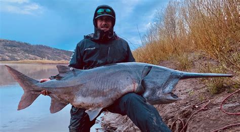 128 Pound Montana Monster Montana Hunting And Fishing Information