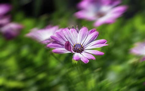 Pink Flower With Blurred Background Photograph By Ognian