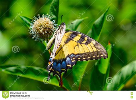 Tigre Del Este Swallowtail Glaucus De Papilio Imagen De Archivo