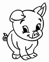 Pig Coloring Baby Adorable Kids sketch template